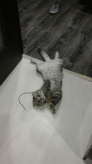 Царь! Очень приятно, Царь!