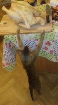 Абиссинскому котику ищем кошечку