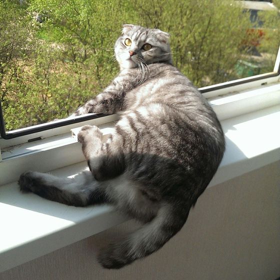 Царь! Очень приятно, Царь!