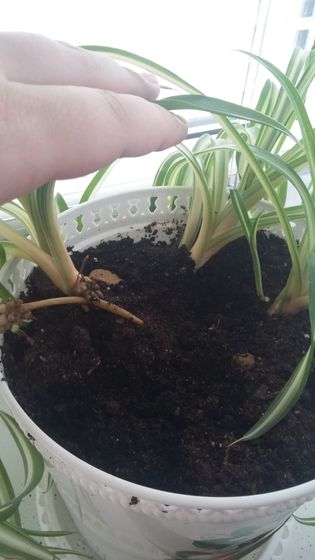 Хлорофитум.потемнел стебель (((