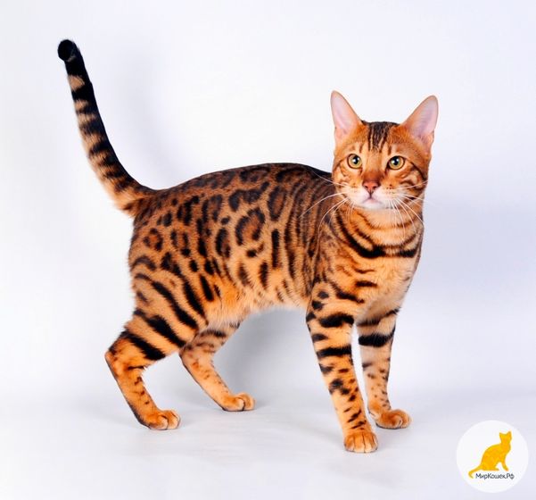 Бенгальская кошка.