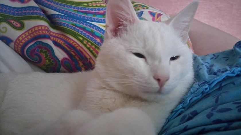 Котейко мурчит пузику)