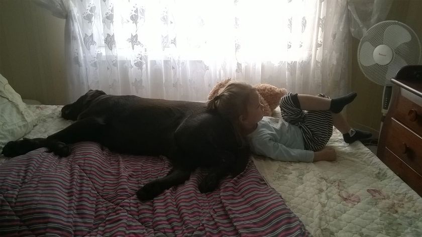 Пес, который охранял пятерых щенков.