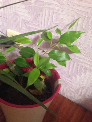 Что за растение?