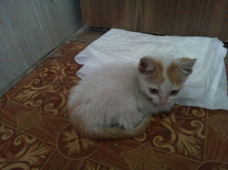 Волгоград котенок