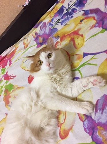 Мой первый котосын))люблю эту