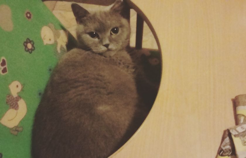 Моя милая кошка уже нашла))) новые заботливые ручки