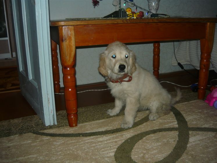 А у нас пополнение