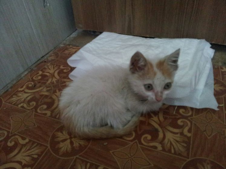 Волгоград котенок