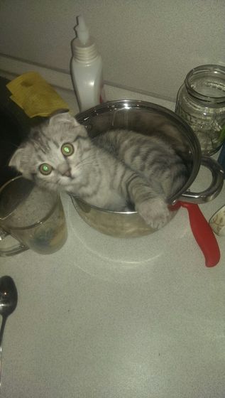 Царь! Очень приятно, Царь!