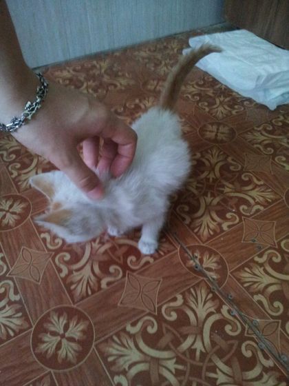 Волгоград котенок