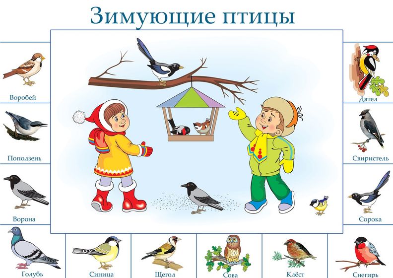 тн орнитологи. Задания