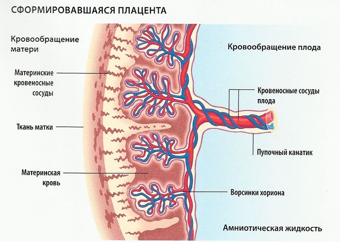ФПН при беременности. Что это?