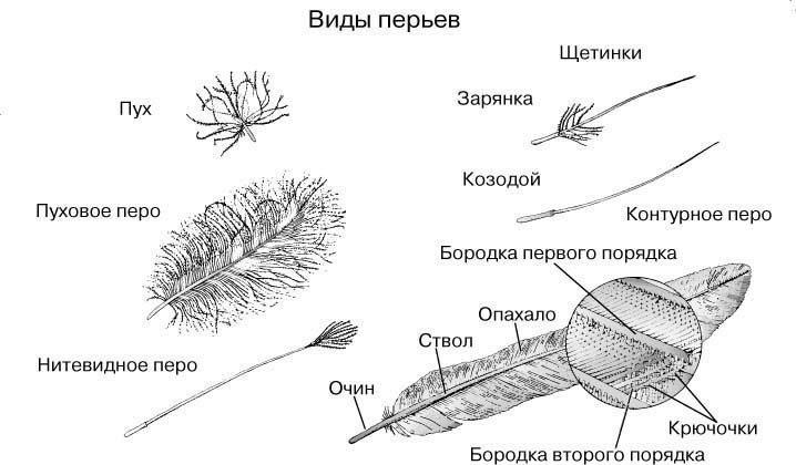 тн орнитологи. Задания