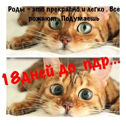 Ждемс ...