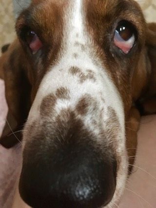 Моя Ника Лаевна :)