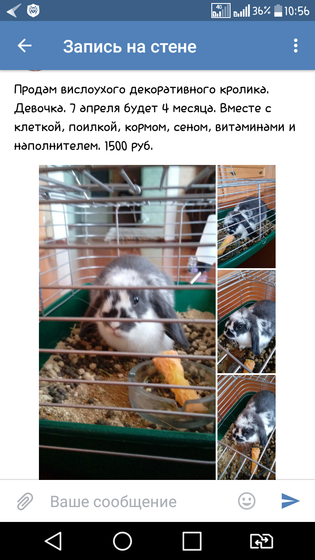 Кто любит животных?)