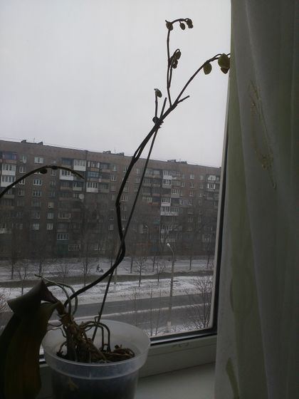 Как спасти орхидею?