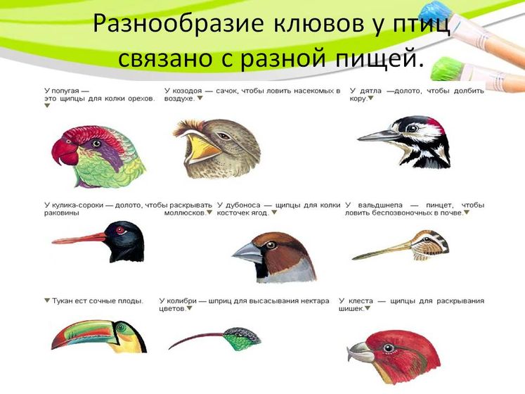 ТН Орнитология (3.9 лет) марафон маленькие ученые-исследователи