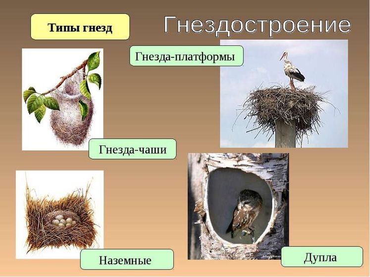 тн орнитологи. Задания
