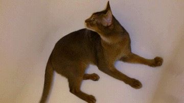 Абиссинскому котику ищем кошечку