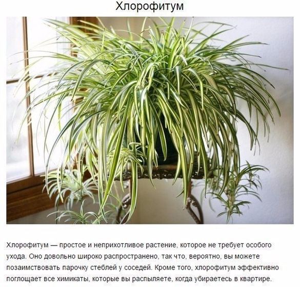 9 комнатных растений, которые отлично чистят воздух