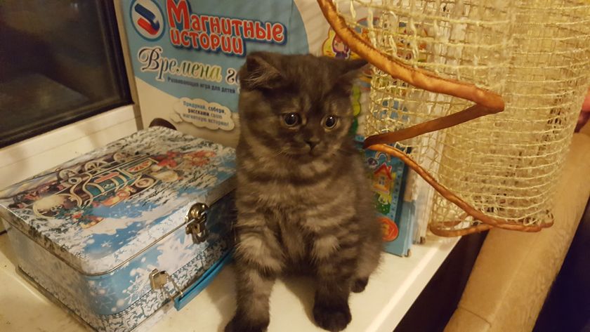 Последний котеночек остался у нас ?
