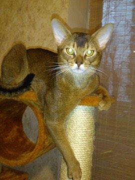 Абиссинскому котику ищем кошечку