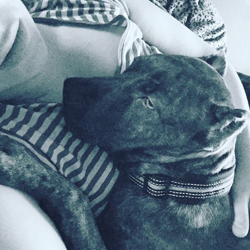 Двухразовое питание собаки🐶