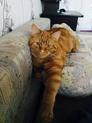 Минимальный возраст для кастрации кота. Какой?