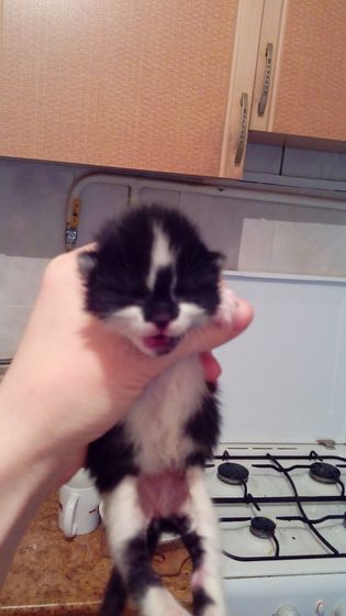 Sos!!!!СТАВРОПОЛЬ !!!!Срочно нужна кормящая кошка!!!!Нашла 2 котят им неделя максимум,отказываются есть!!!!Помогите пожалуйста …