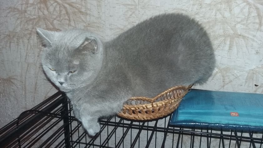 Моя милая кошка уже нашла))) новые заботливые ручки