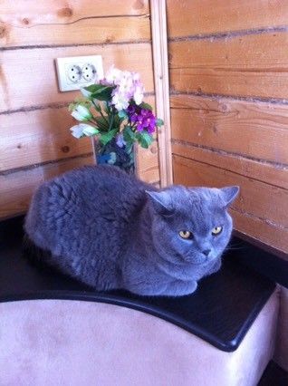 Мой котейко